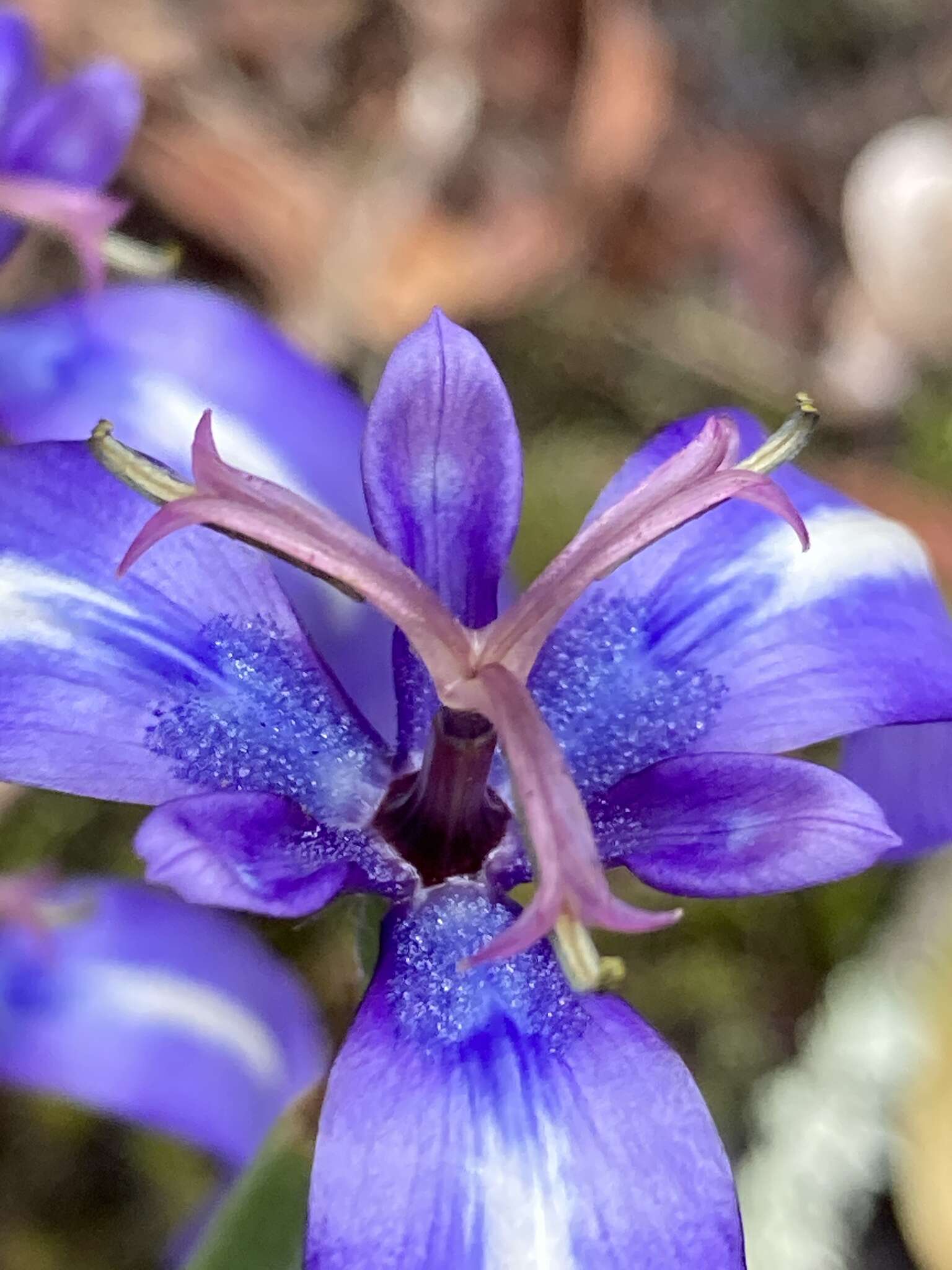 Image of Herbertia pulchella Sweet