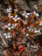 Image of Stylidium pulchellum Sond.