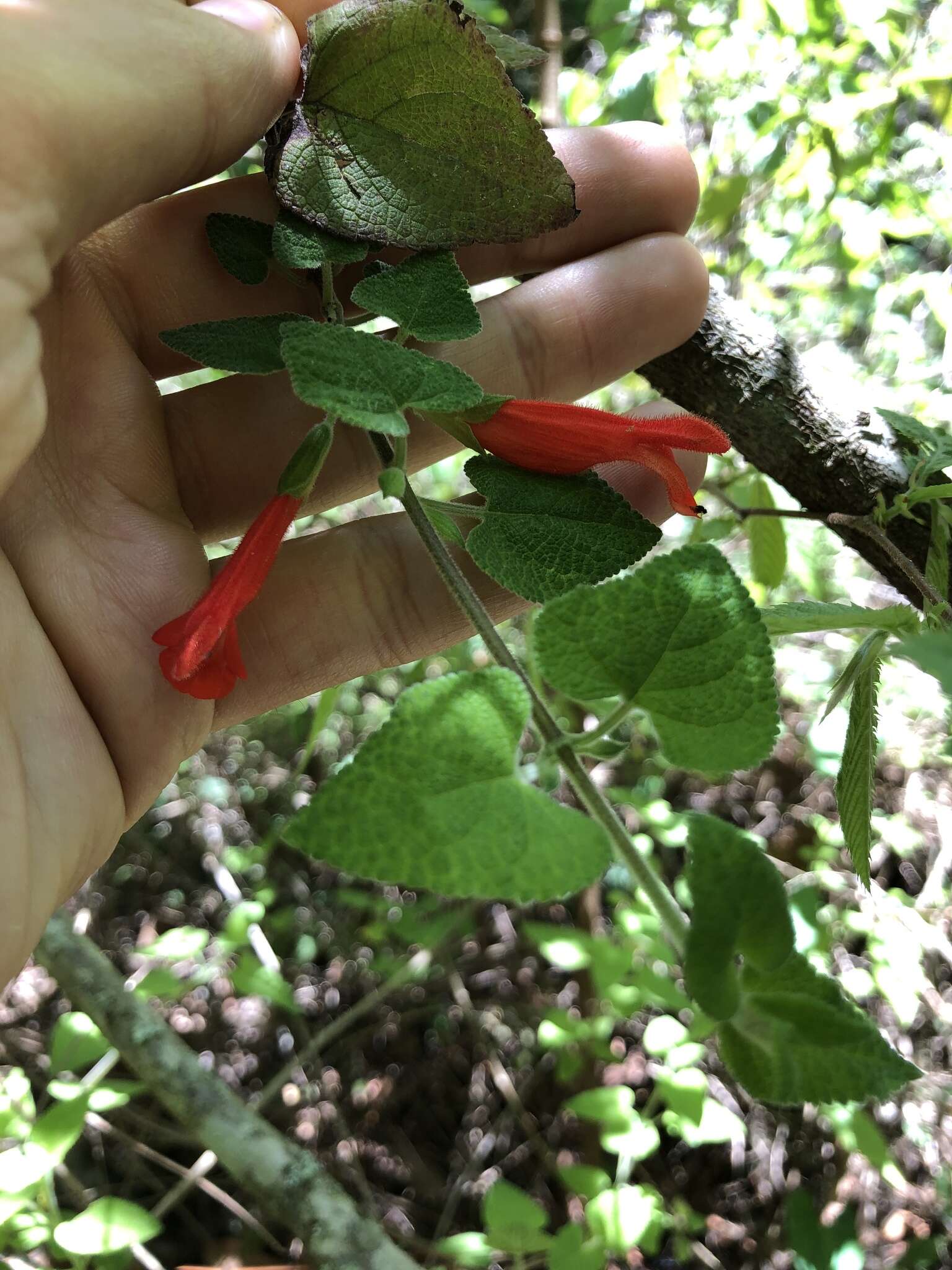 Imagem de Salvia disjuncta Fernald