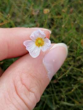 Image de Alisma Fausse Renoncule