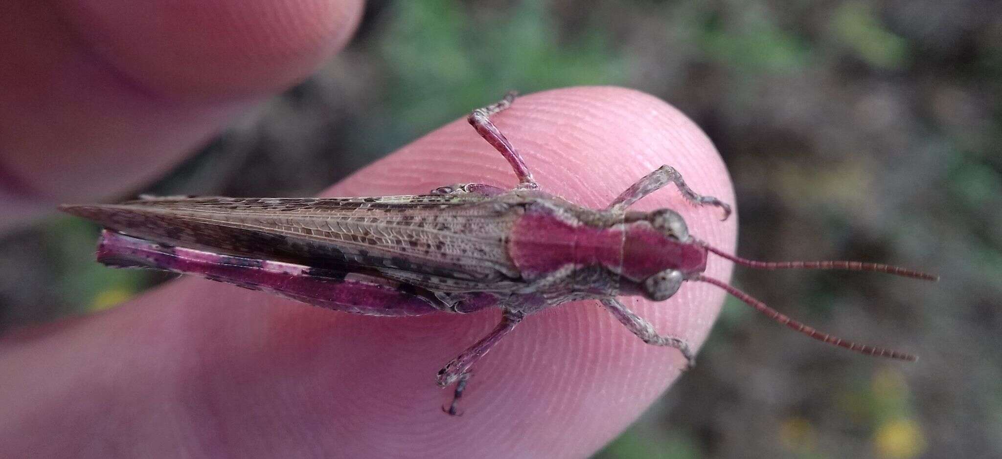 Imagem de Epacromius coerulipes (Ivanov 1888)