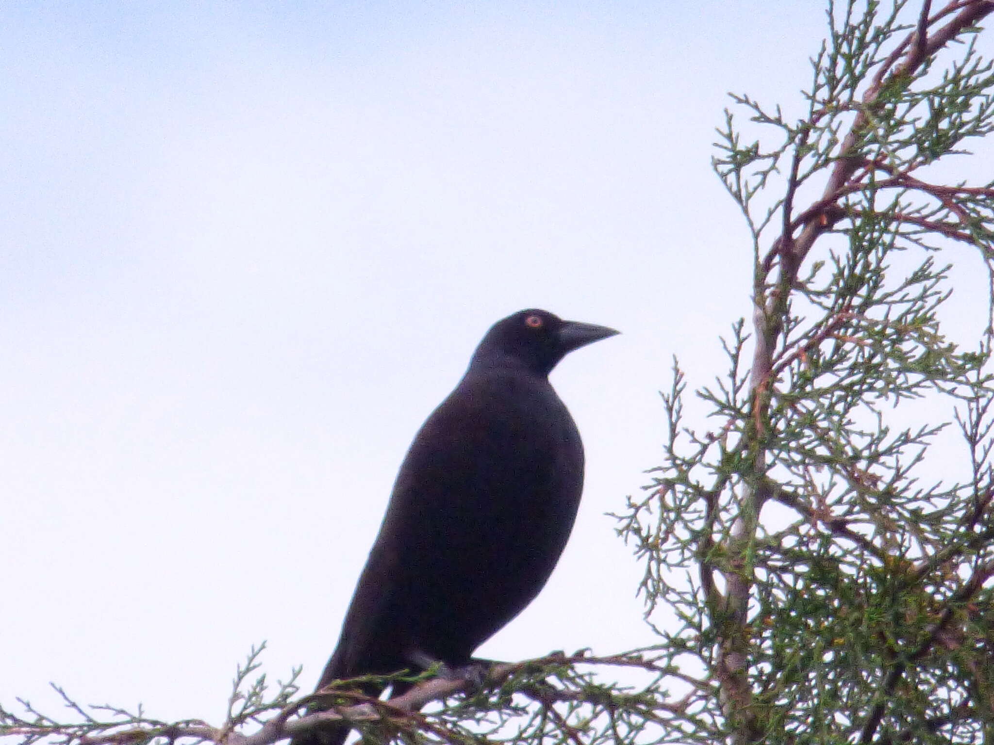 Image of Giant Cowbird