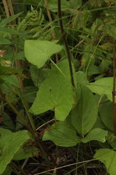 Image of Ligularia sibirica subsp. lydiae (Minderova) N. N. Tzvel.