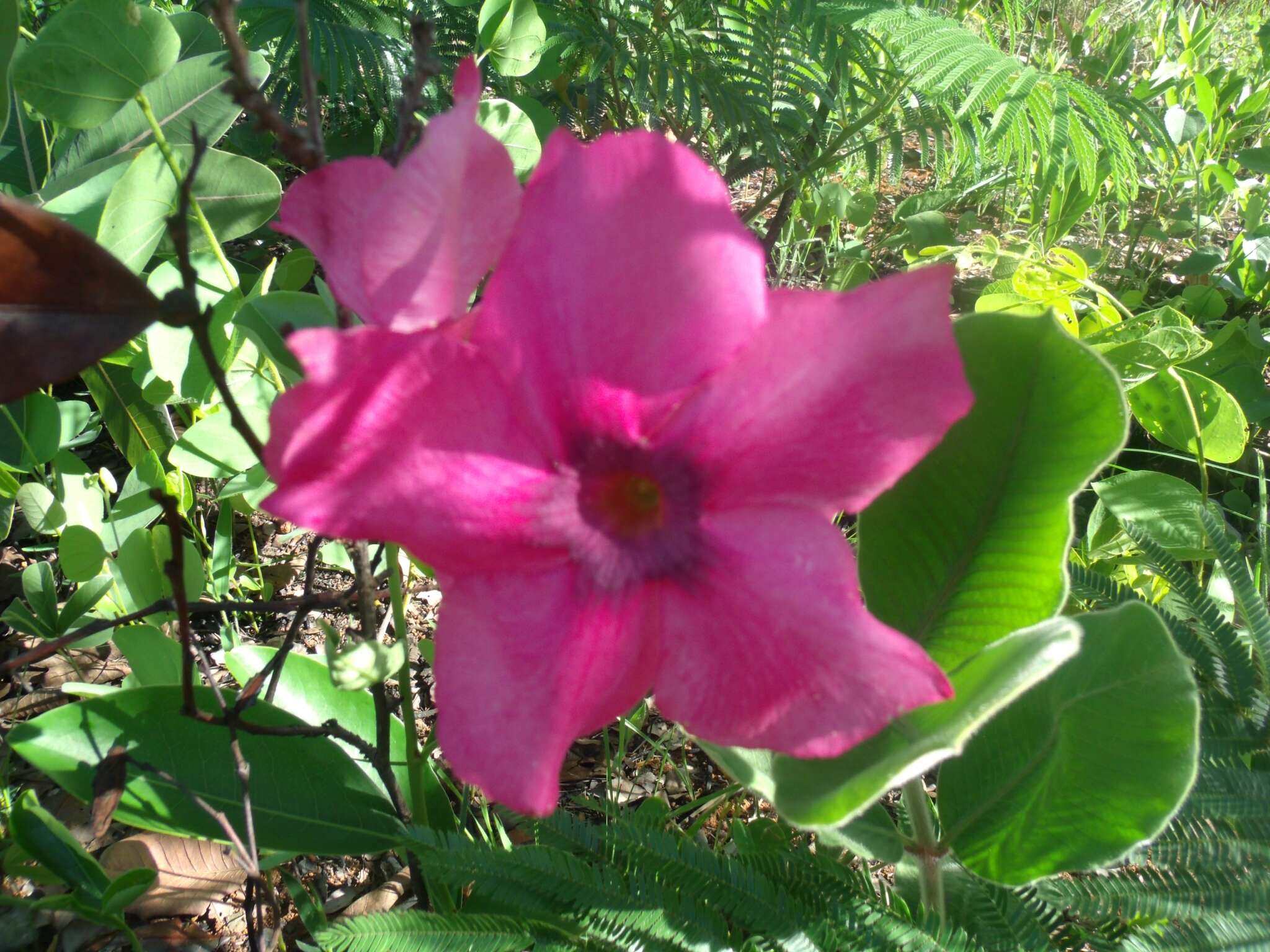 Image of Mandevilla illustris (Vell.) R. E. Woodson