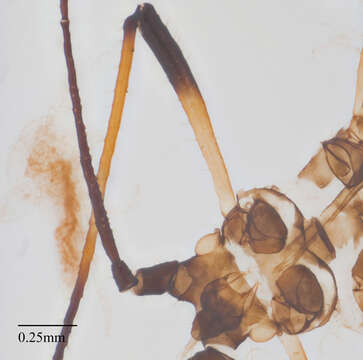 Image of Aphid