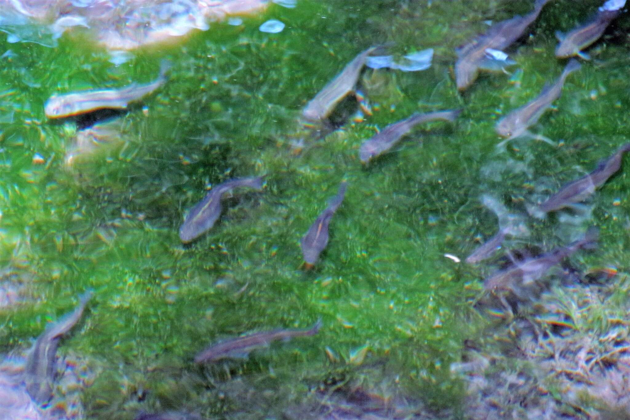 Image of Naked Characin