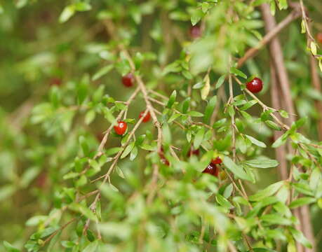 Image of Coprosma quadrifida (Labill.) B. L. Rob.