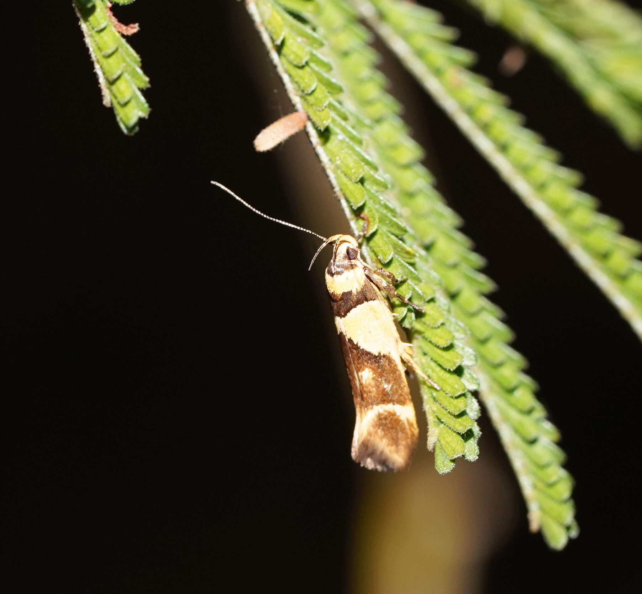 Image of Macrobathra chrysotoxa Meyrick 1886