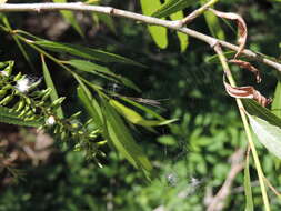 Image of Silver Longjawed Orbweaver