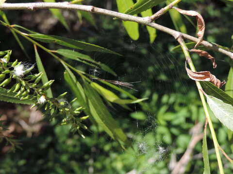 Image of Silver Longjawed Orbweaver