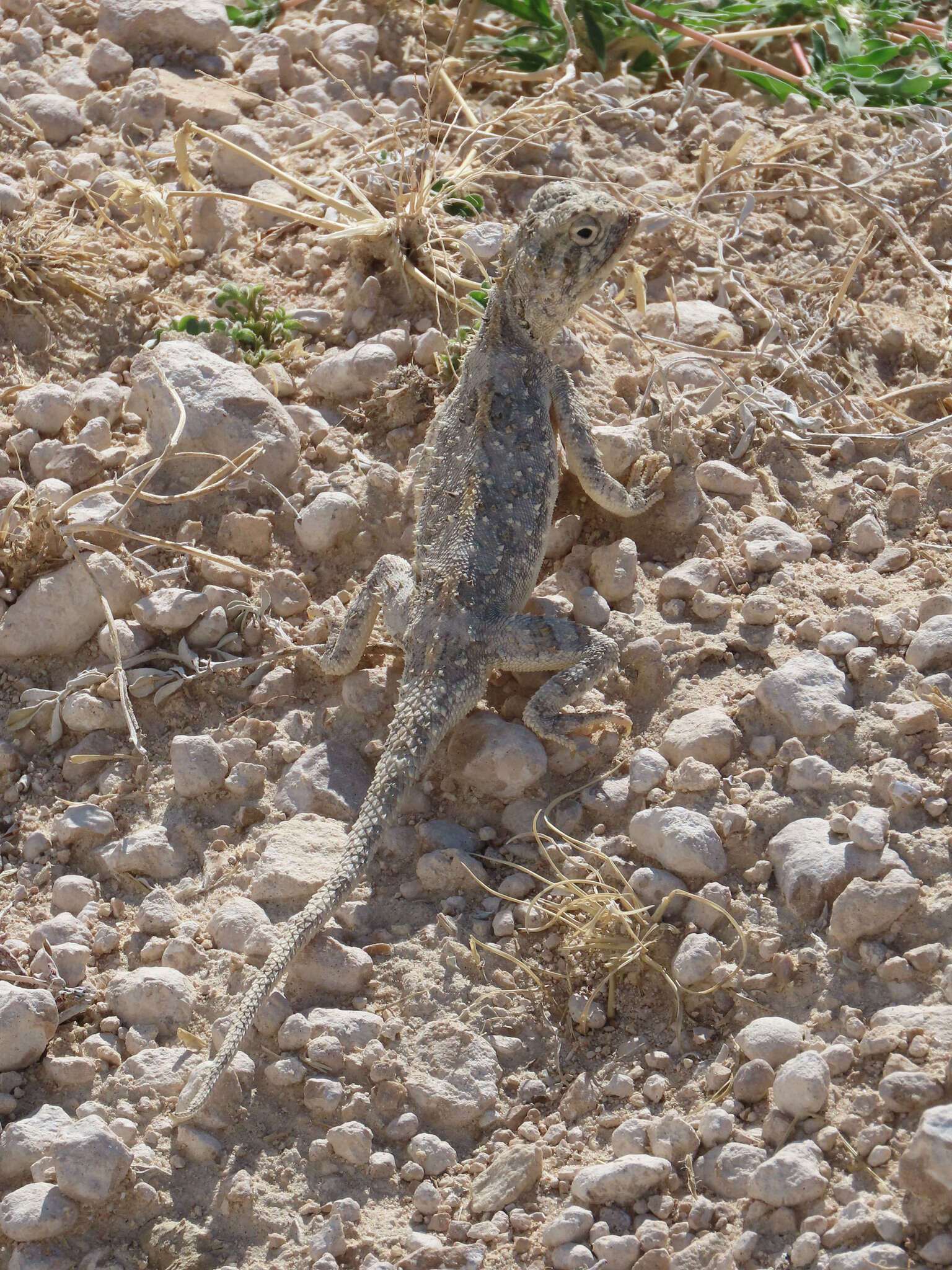 Image of Etosha Agama