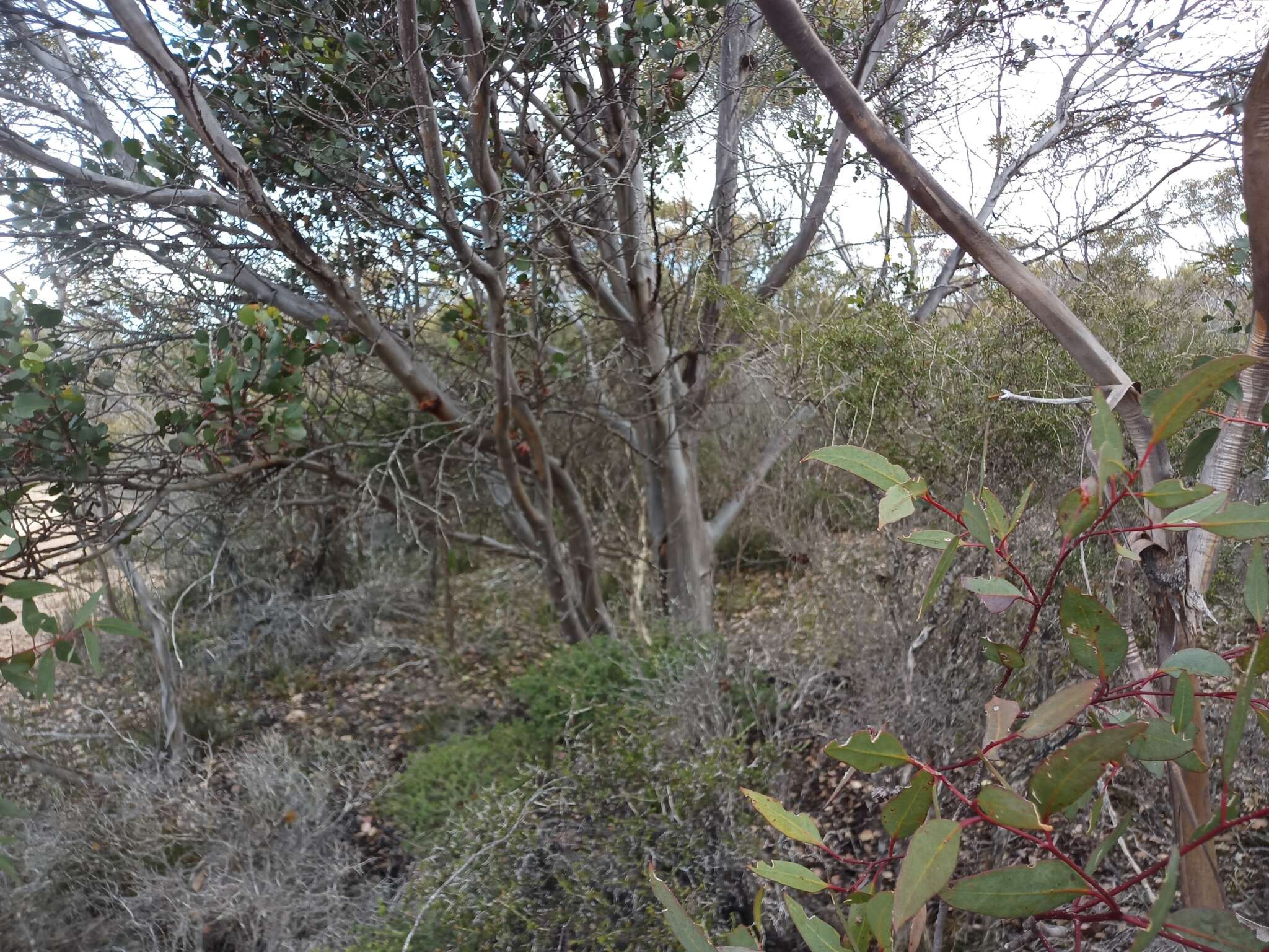 Image of Eucalyptus platypus Hook.