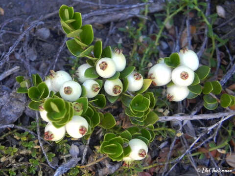 Myrteola nummularia (Poir.) O. Berg resmi