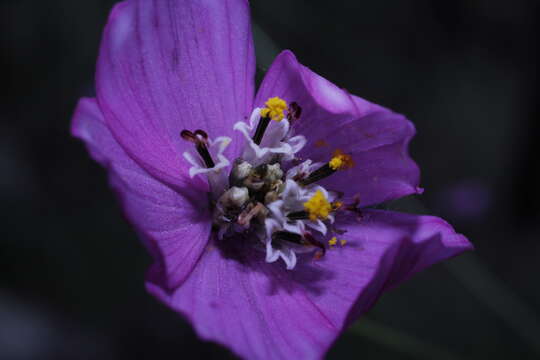 Image of Cosmos ochroleucoflorus Melchert