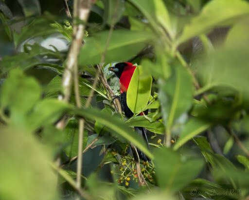 Plancia ëd Ramphocelus nigrogularis (Spix 1825)