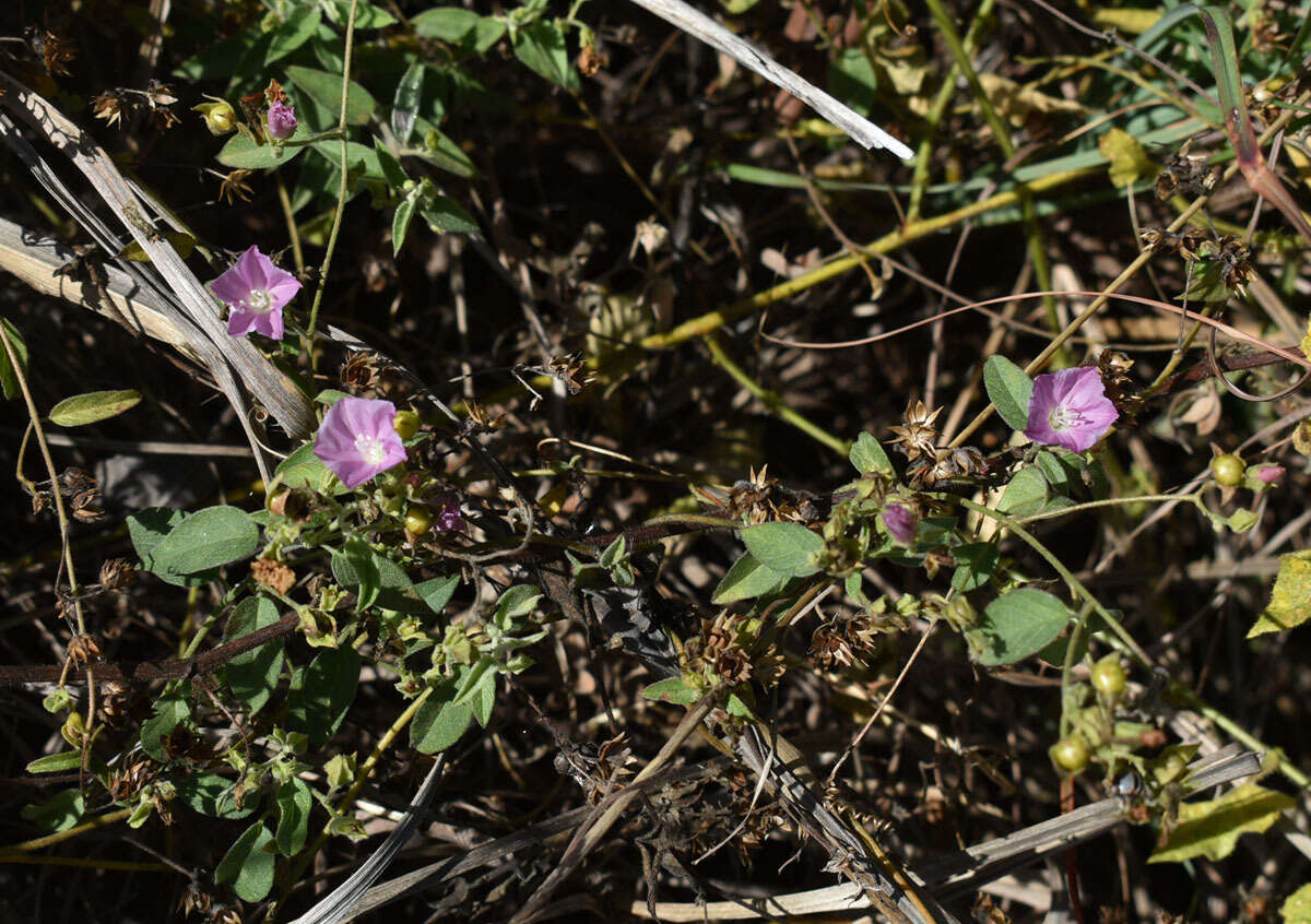 Image of Jacquemontia paniculata (Burm. fil.) Hall. fil.