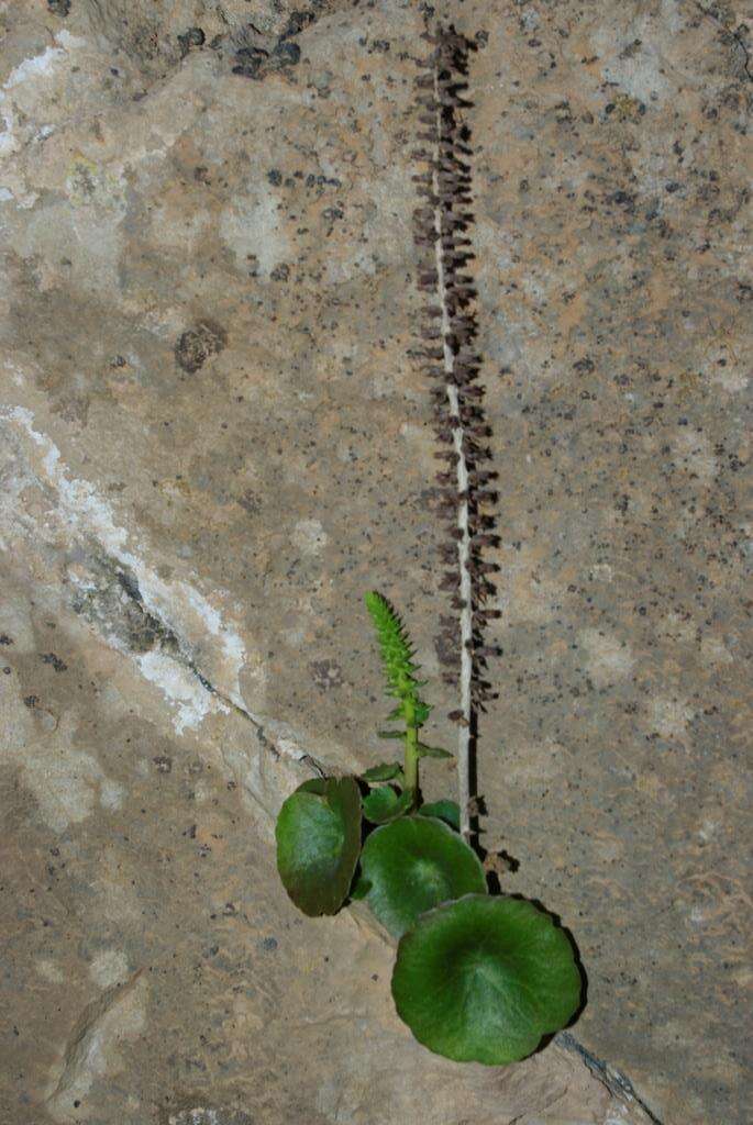 Image of Horizontal navelwort