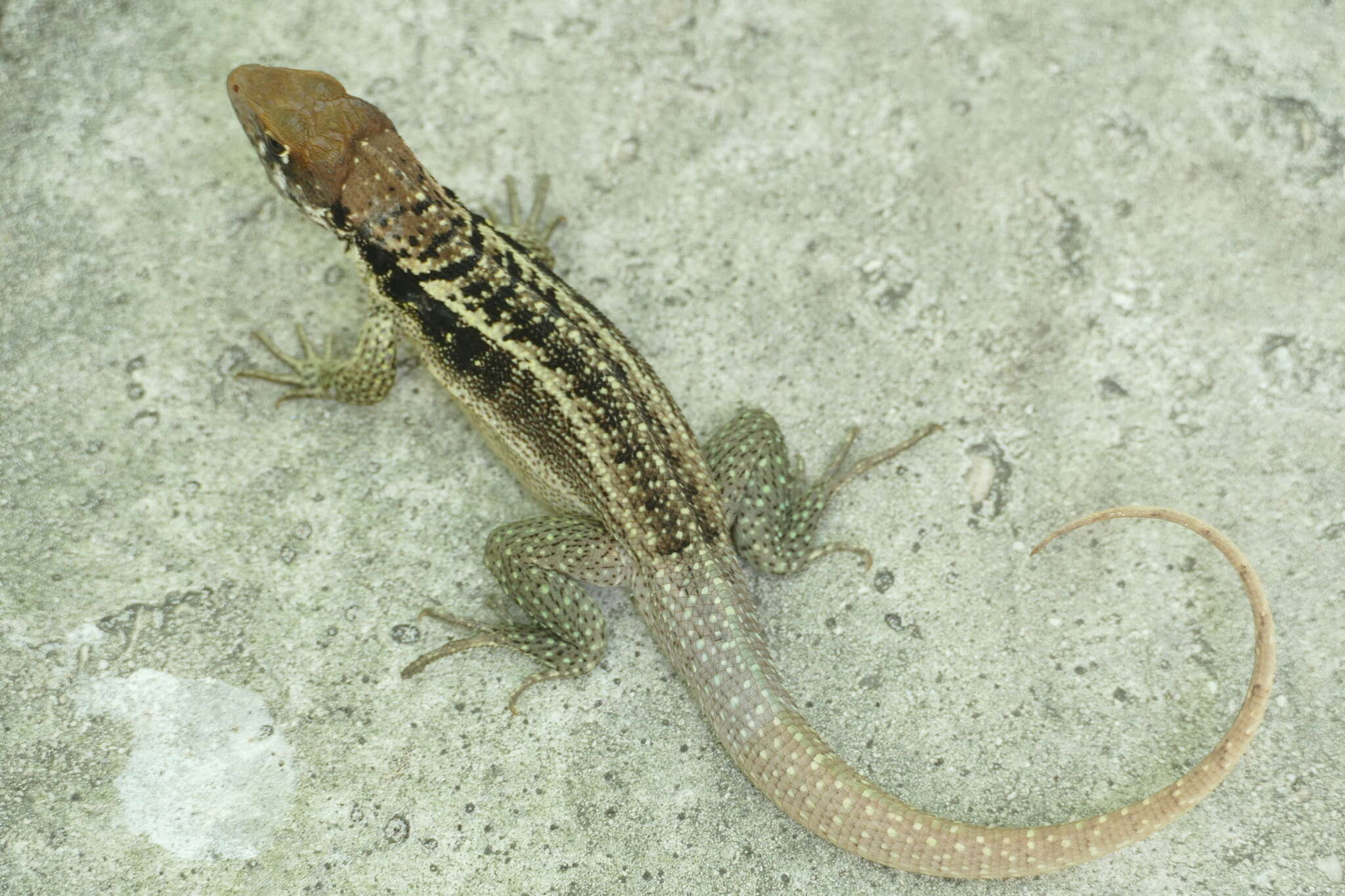 Image of Bastion Cay Curlytail Lizard