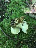 Image of Lactarius gerardii Peck 1873