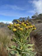 Sivun Senecio isabelis S. Díaz-Piedrahíta kuva