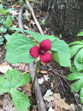 Image of Trillium erectum var. erectum