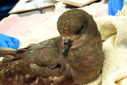 Image of Murphy's Petrel