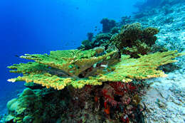 Image of Table coral