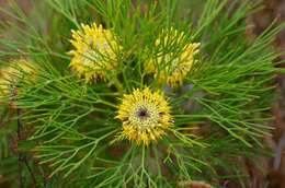 Image of Isopogon anethifolius (Salisb.) Knight