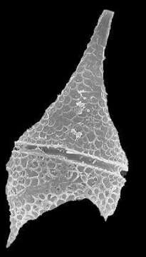 صورة Ceratium brachyceros Daday 1907