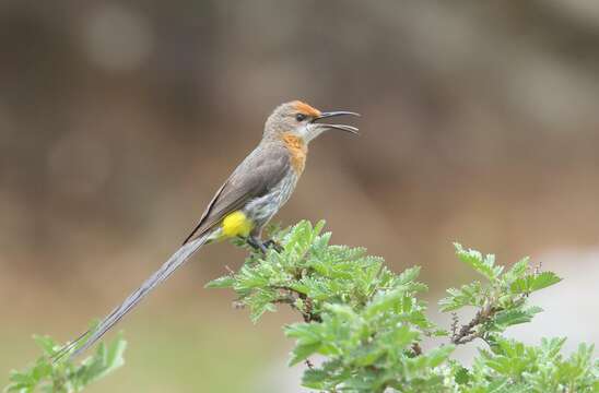 Image of Gurney's Sugarbird