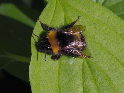 صورة Bombus haematurus Kriechbaumer 1870