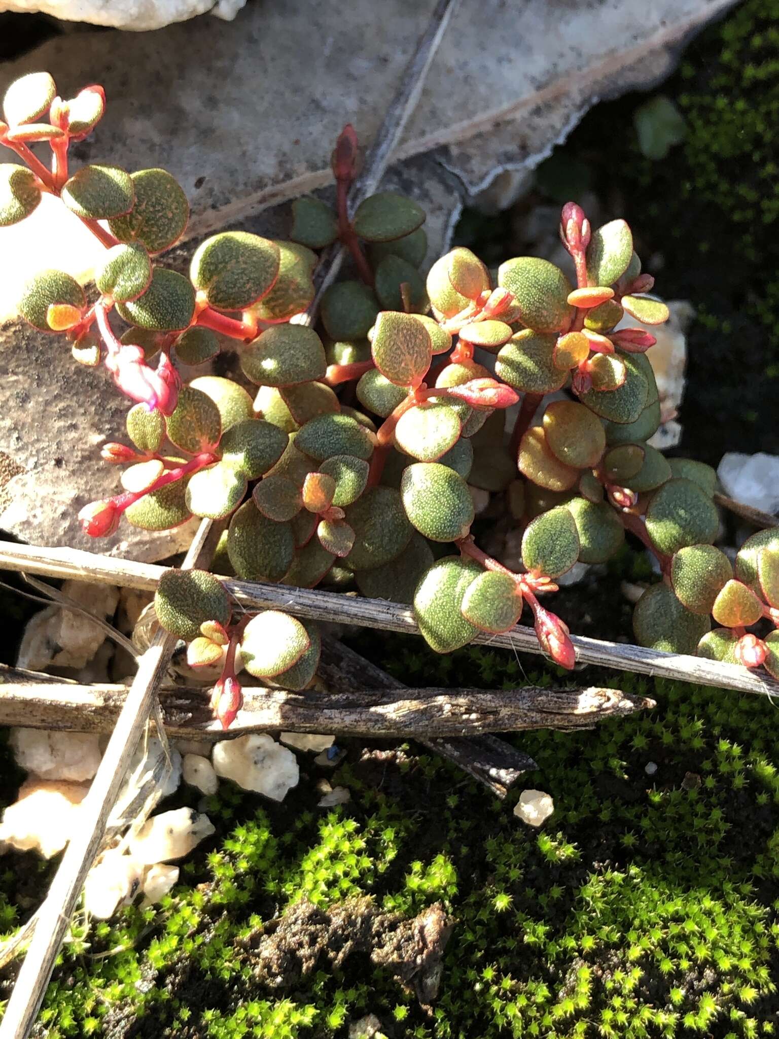 Image of Portulaca bicolor F. Müll.