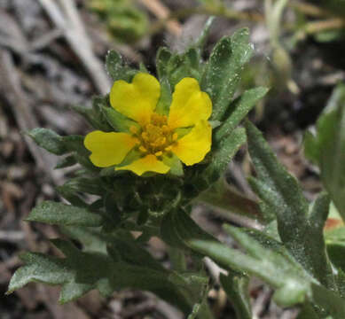 Слика од Potentilla wheeleri S. Wats.