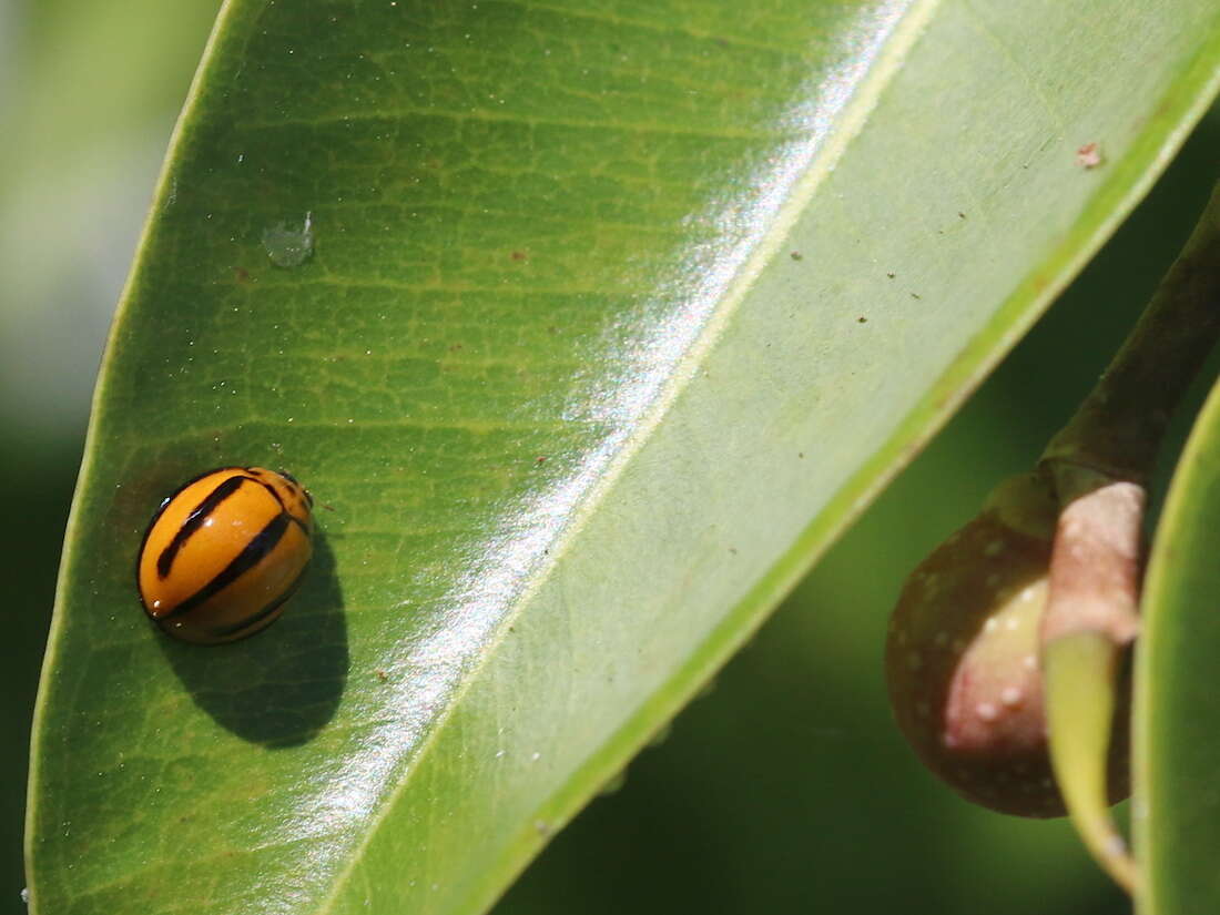 Image of Lady beetle