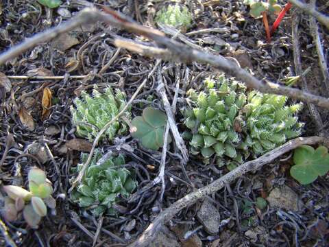 Image of Haworthia herbacea var. herbacea