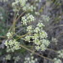 Imagem de Trinia glauca subsp. glauca