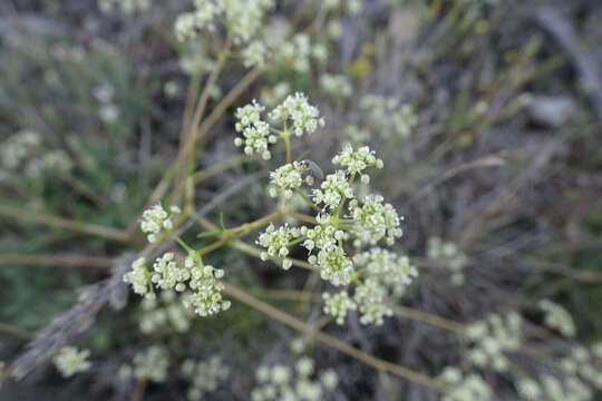 Trinia glauca subsp. glauca resmi