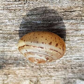 Image of Carthusian snail