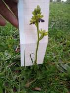 Image of Ophrys omegaifera subsp. hayekii (H. Fleischm. & Soó) Kreutz