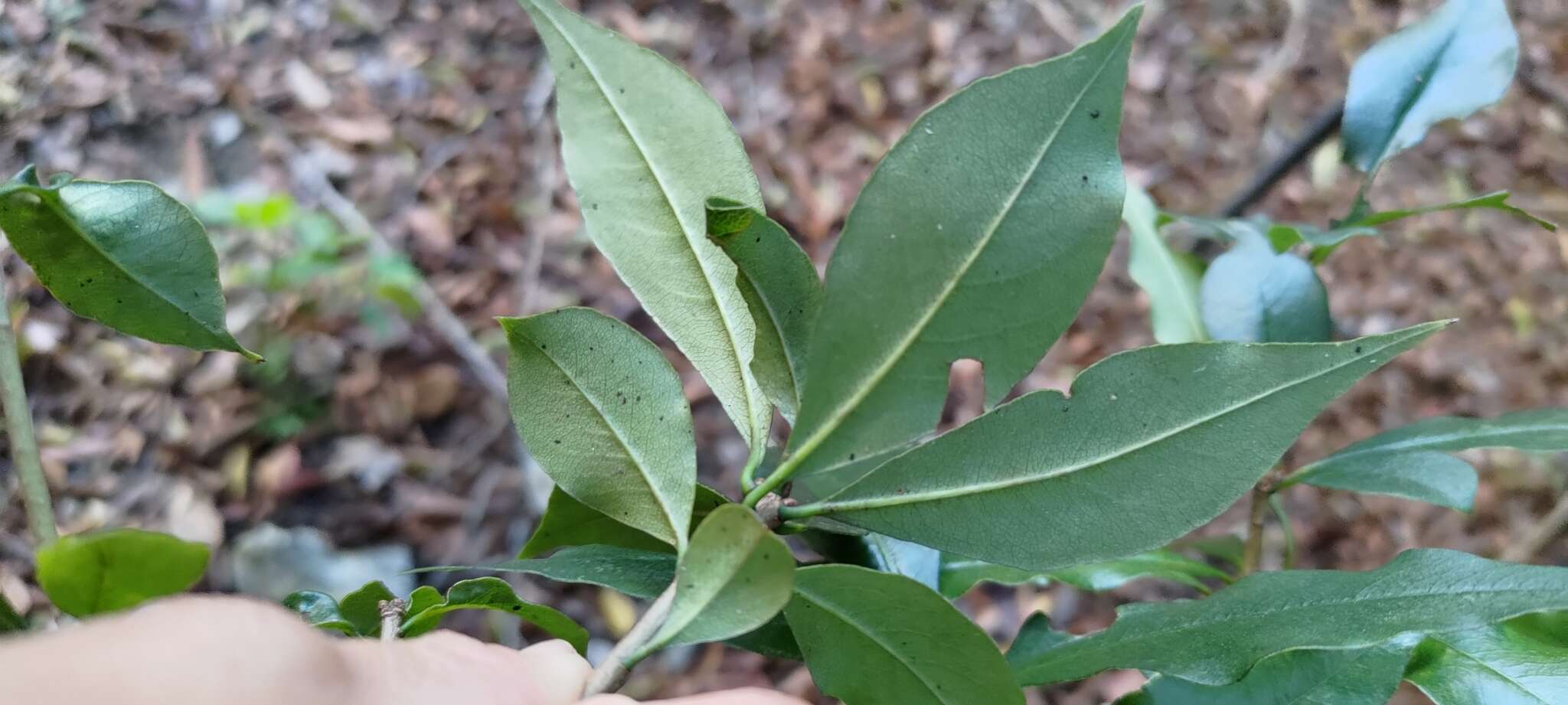 Sivun Pittosporum illicioides Makino kuva