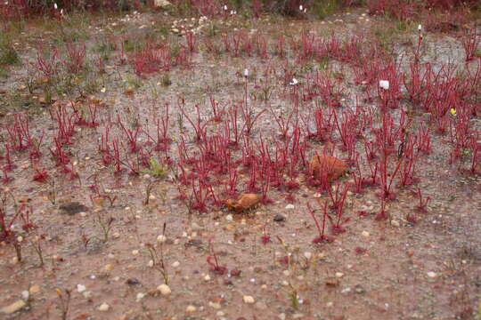 Image of Drosera alba Phill.