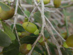 Image de Diospyros myrtifolia H. Perrier