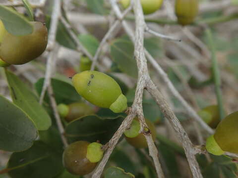 Image de Diospyros myrtifolia H. Perrier