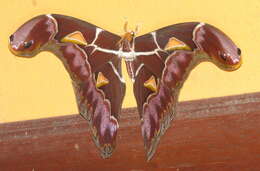 Image of Archaeoattacus staudingeri Rothschild 1895