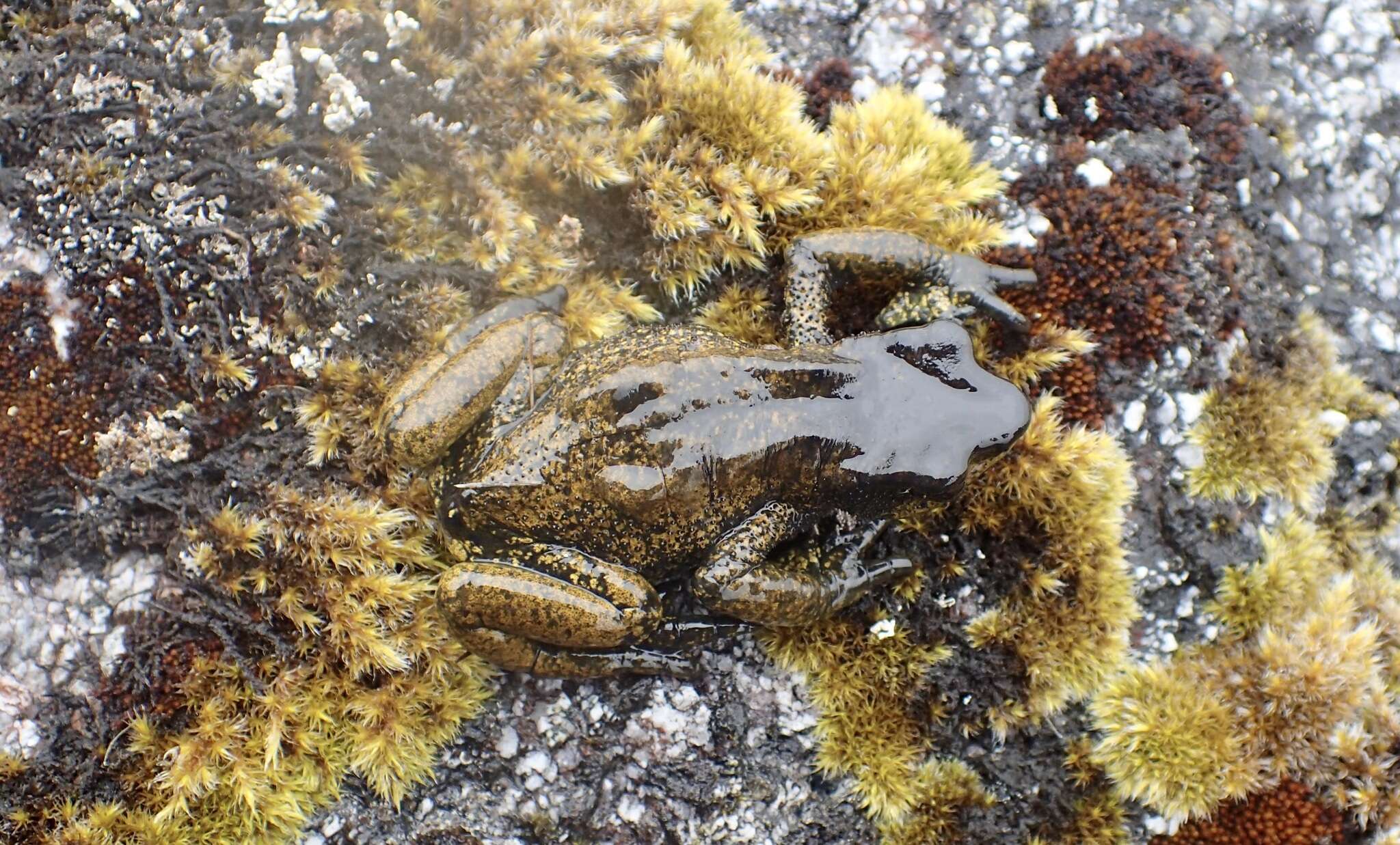 Image of Guajira Stubfoot Toad