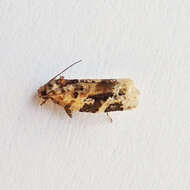 Argyrotaenia velutinana Walker 1863的圖片