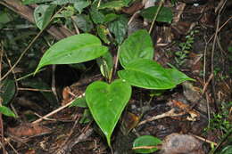 Image of Anthurium collinsii Croat