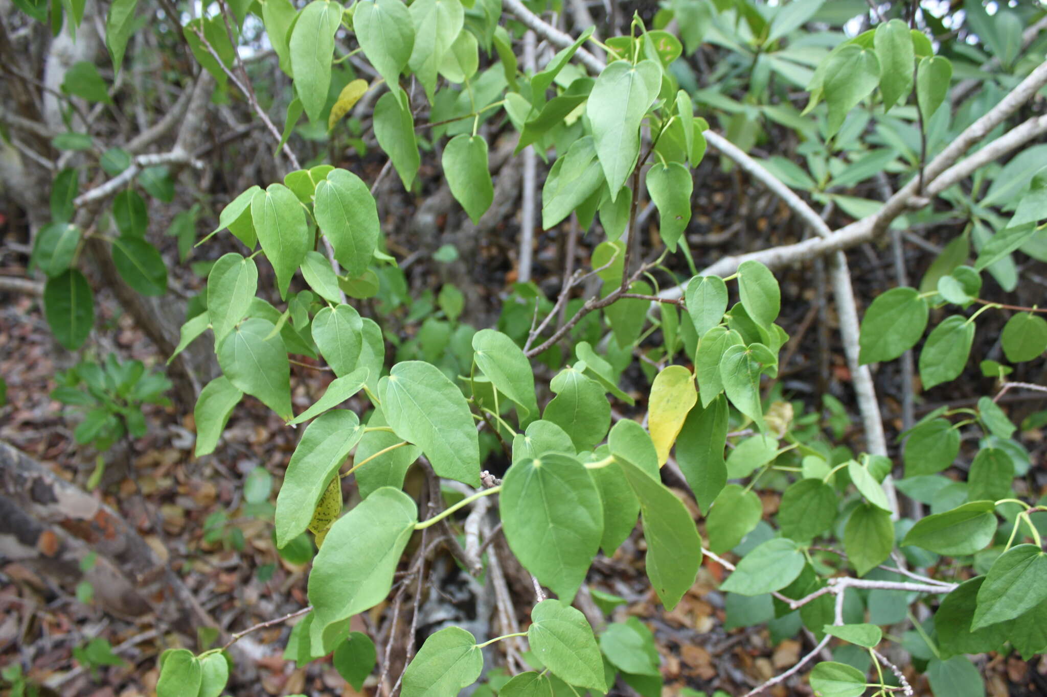 Image of Pavonia bahamensis Hitchcock