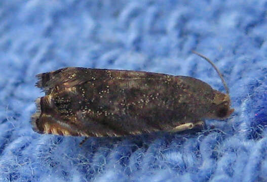 Image of Hickory Shuckworm Moth