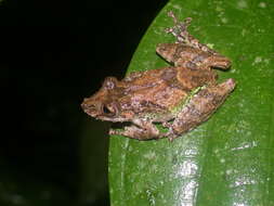 Image of Boulenger's Snouted Treefrog